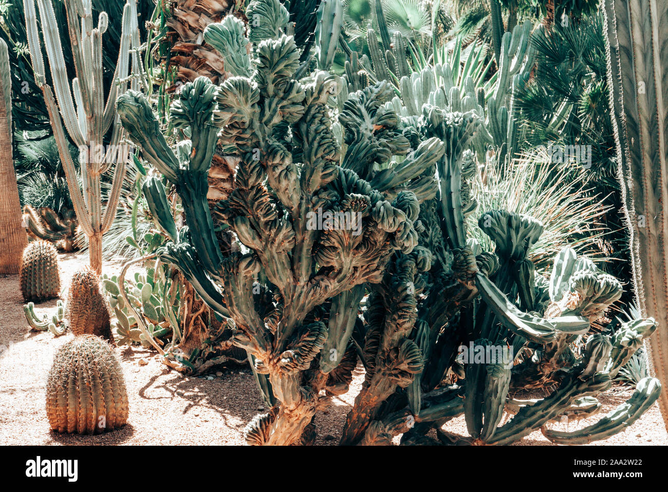 Cerca de los cactus que crece en un jardín, España Foto de stock