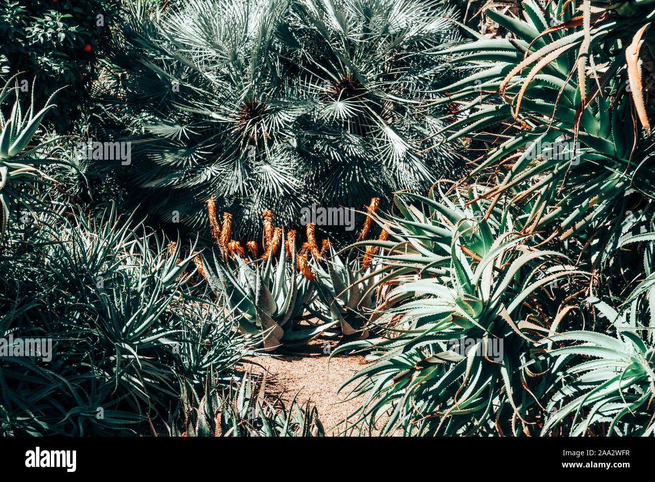 Cactus plantas creciendo en un jardín, España Foto de stock