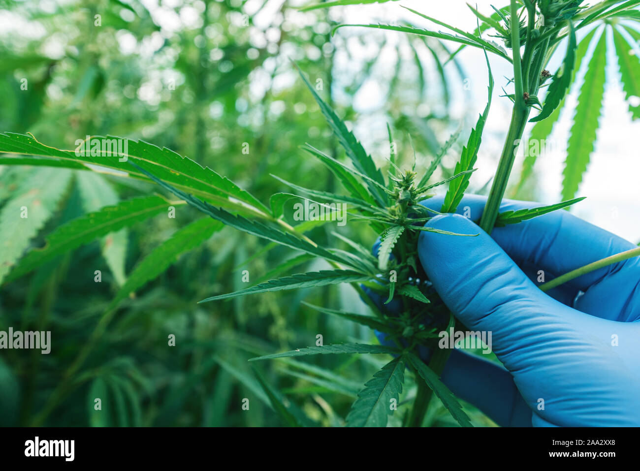 Examinar el desarrollo científico de la planta Cannabis sativa, cerca de la mano con los guantes, el enfoque selectivo Foto de stock