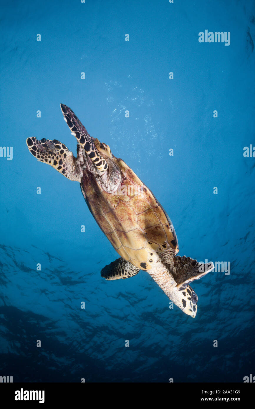 Tortuga carey, Eretmochelys imbricata, South Male Atoll, Maldivas, Océano Índico Foto de stock