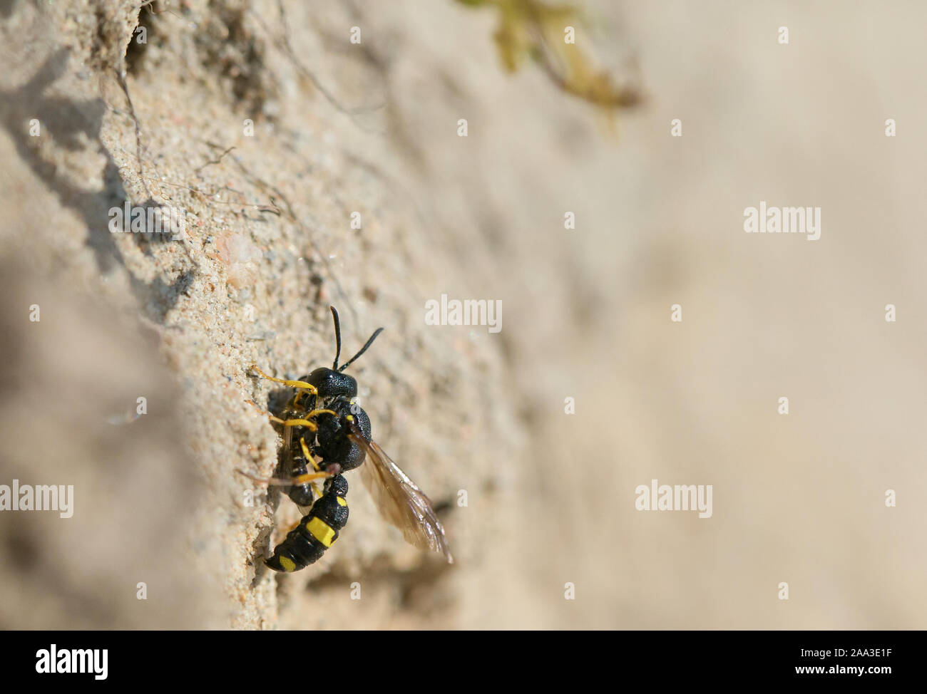 Ornamentada-tailed digger-avispa con una abeja solitaria como presa Foto de stock