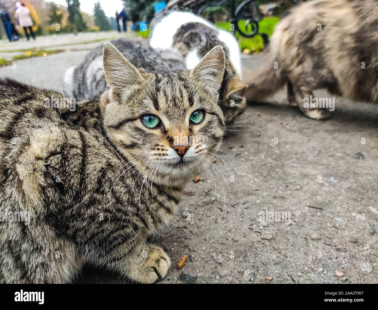 Gatos de diamantes fotografías e imágenes de alta resolución - Alamy