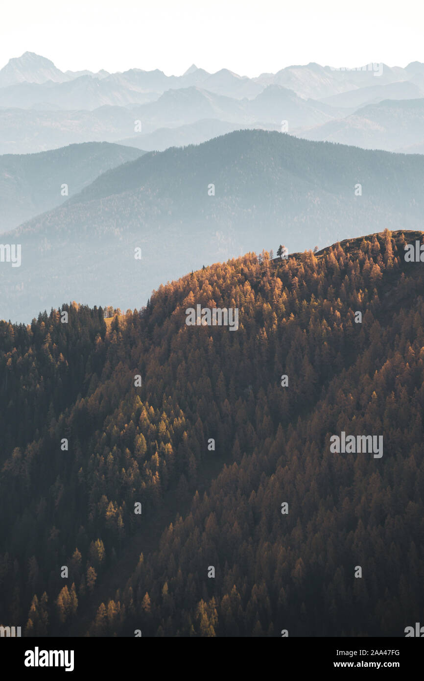 Otoño árbol Alerce bosque en los Alpes austríacos, Salzburgo, Austria Foto de stock