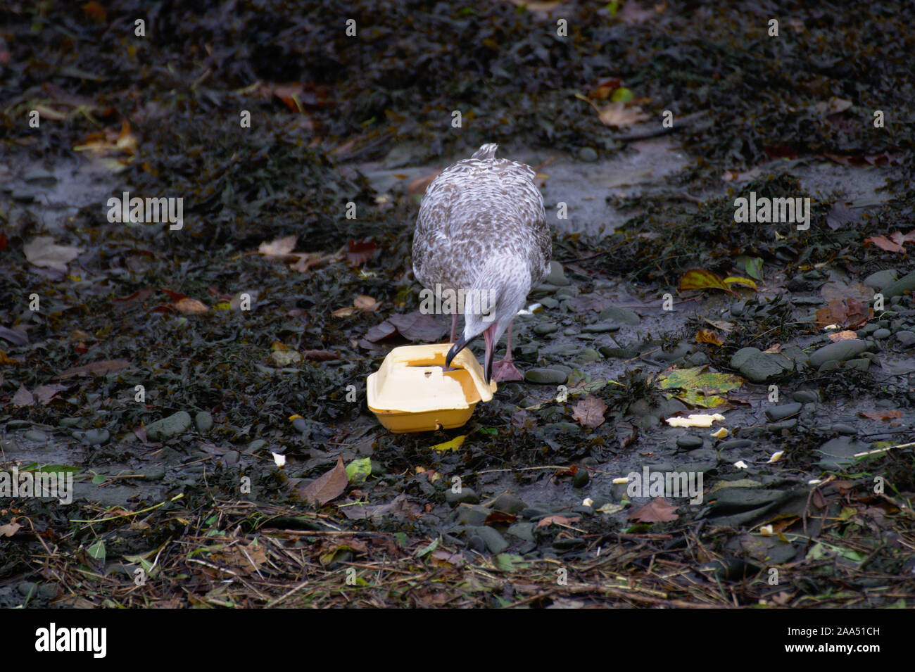 Una gaviota comiendo una caja de comida para llevar de poliestireno en Aberystwyth harbour con marea baja. Foto de stock