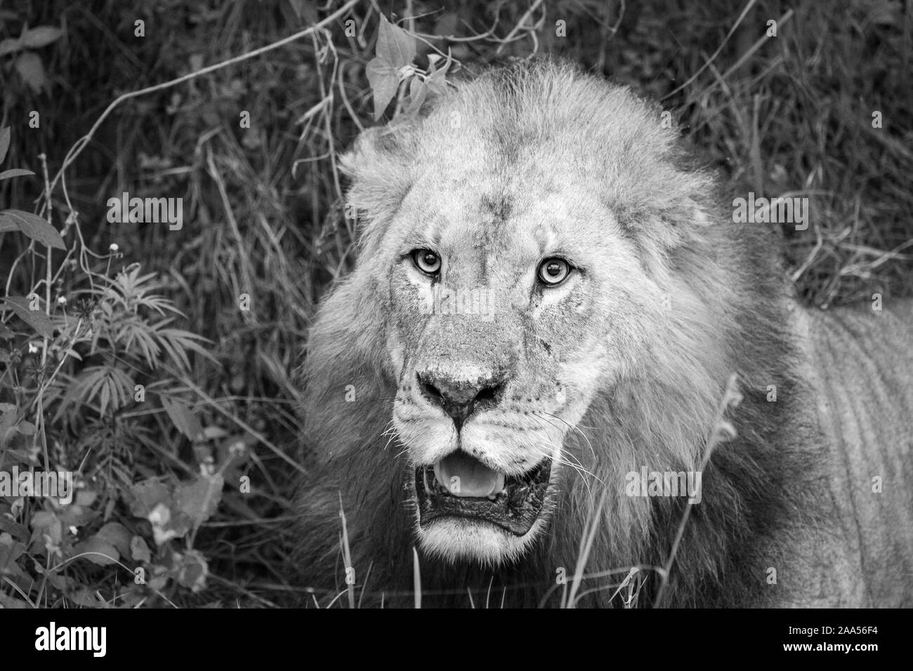 León Africano (Panthera leo) apoyado en Kenya Foto de stock