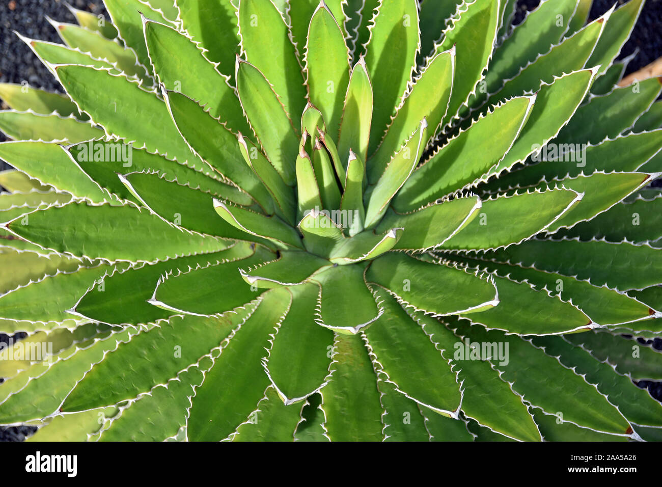 Cerca de Agave Shawii cactus Foto de stock