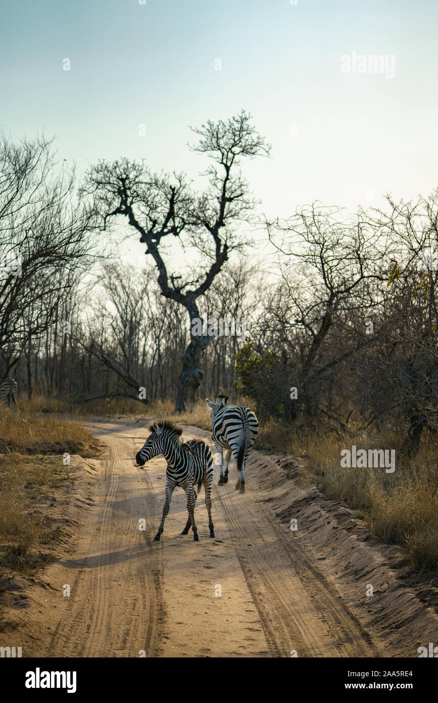 Cebras silvestres en el parque nacional Kruger en Mpumalanga en Sudáfrica Foto de stock