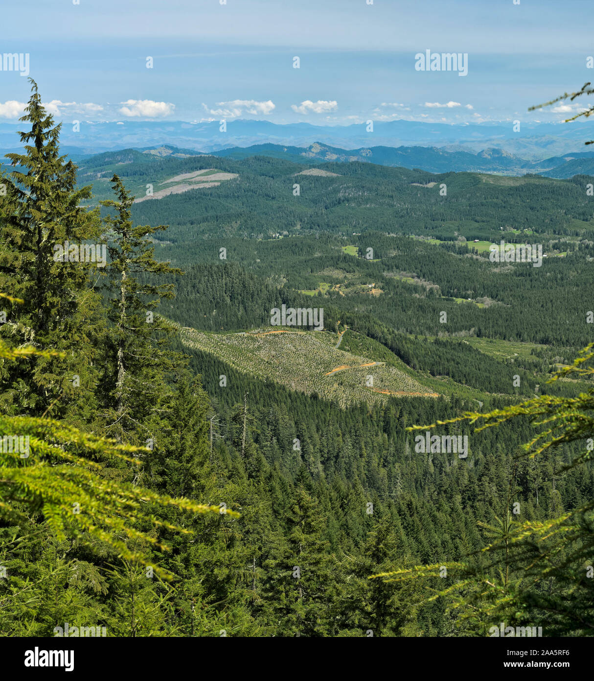 En la gama de Costa de Oregon cerca de Coos Bay, una vista desde la Oficina de Administración de Tierras (BLM) Tierras sobre el valle de camas, mostrando clara parches de bosque Foto de stock