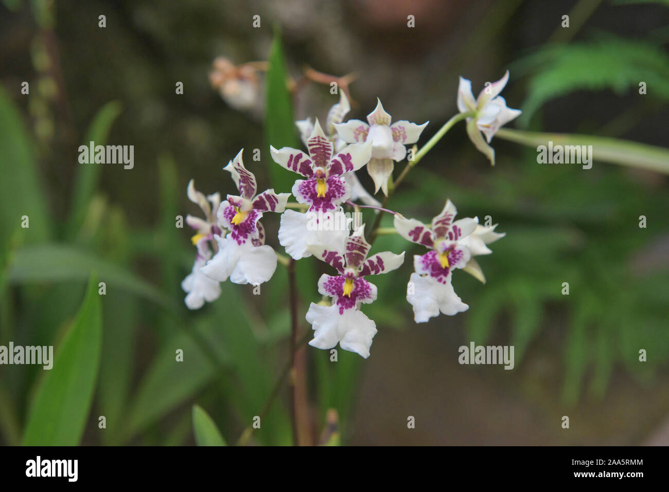 Cyrtochilum (Oncidium) villenaorum orquídeas en el Jardín Botánico de Quito, Quito, Ecuador Foto de stock