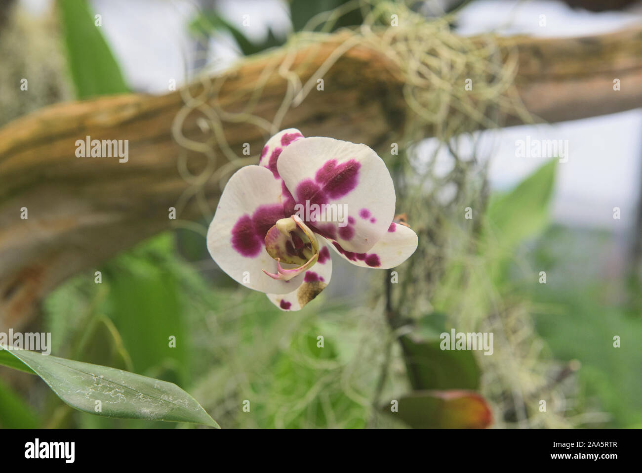 Hermosa planta orquídea en el Jardín Botánico de Quito, Quito, Ecuador  Fotografía de stock - Alamy