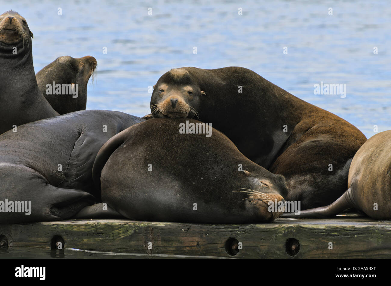 California lobos marinos descansan sobre un muelle en Newport, Oregon, Puerto Foto de stock