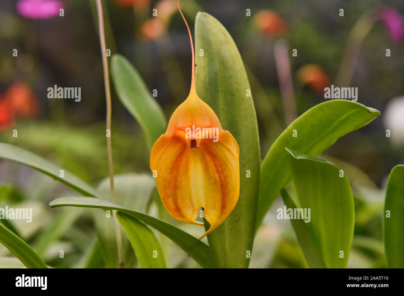 Masdevallia orquídea en el Jardín Botánico de Quito, Quito, Ecuador Foto de stock