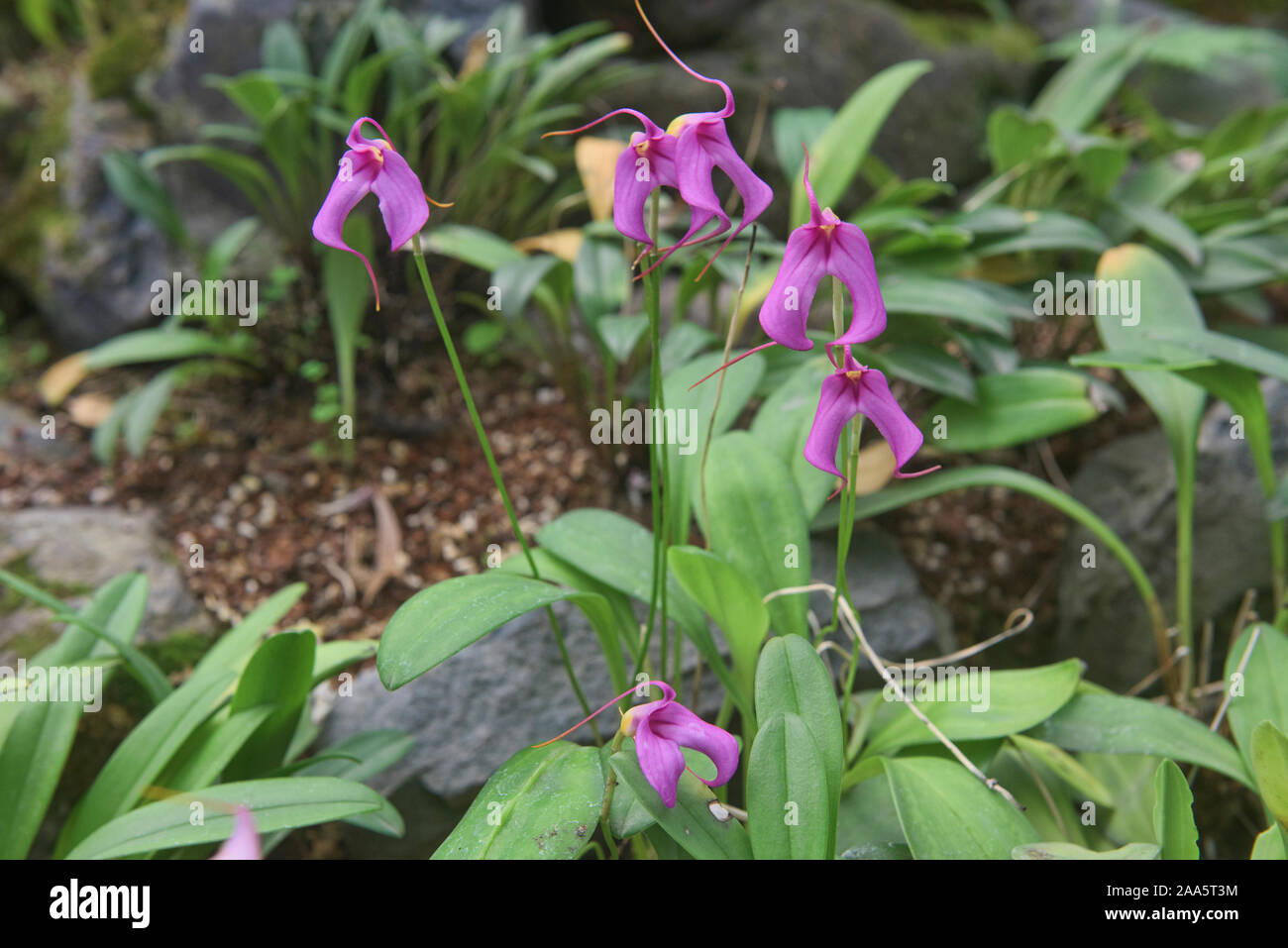 Masdevallia orquídeas en el Jardín Botánico de Quito, Quito, Ecuador Foto de stock