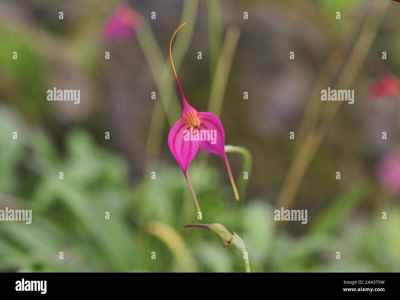 Masdevallia orquídea en el Jardín Botánico de Quito, Quito, Ecuador Foto de stock