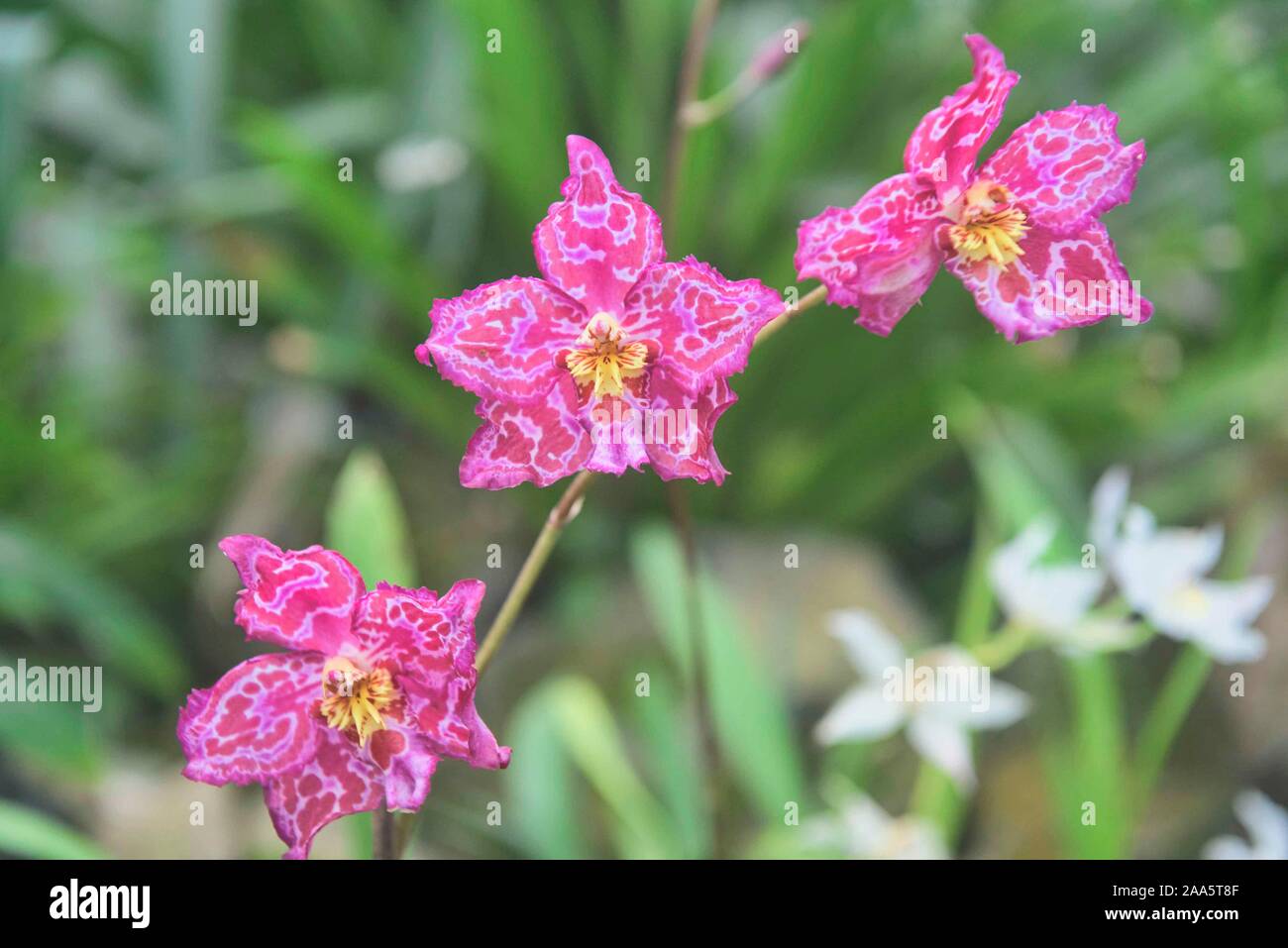 Odontioda orquídeas en el Jardín Botánico de Quito, Quito, Ecuador Foto de stock