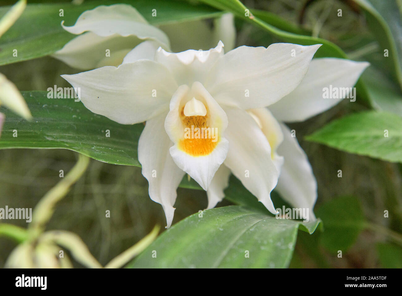 Phalaenopsis orquídea en el Jardín Botánico de Quito, Quito, Ecuador Foto de stock