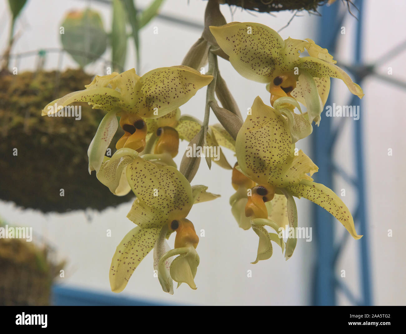 Las orquídeas crecen en el Jardín Botánico de Quito, Quito, Ecuador Foto de stock