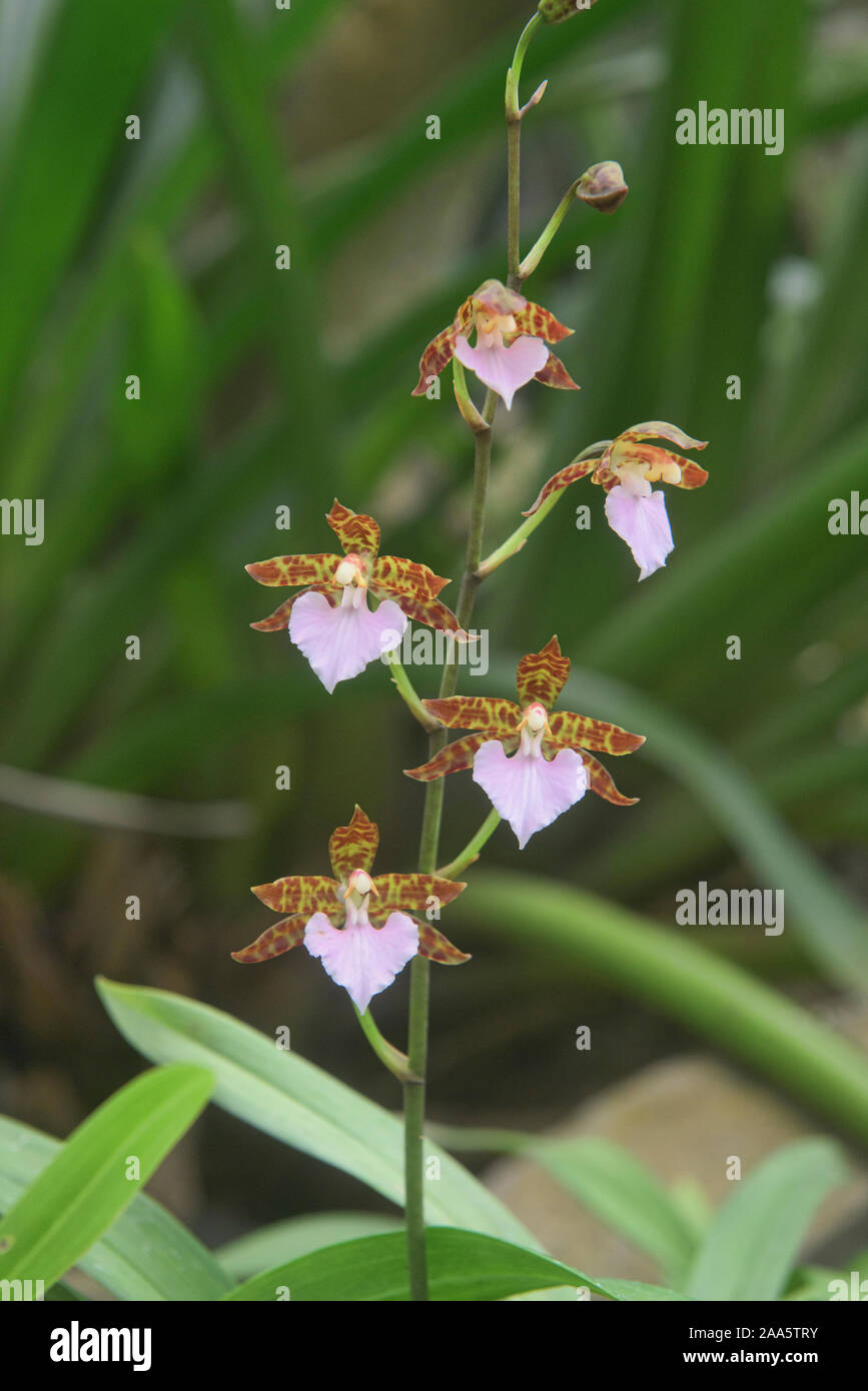 Rhynchostele orquídeas en el Jardín Botánico de Quito, Quito, Ecuador Foto de stock