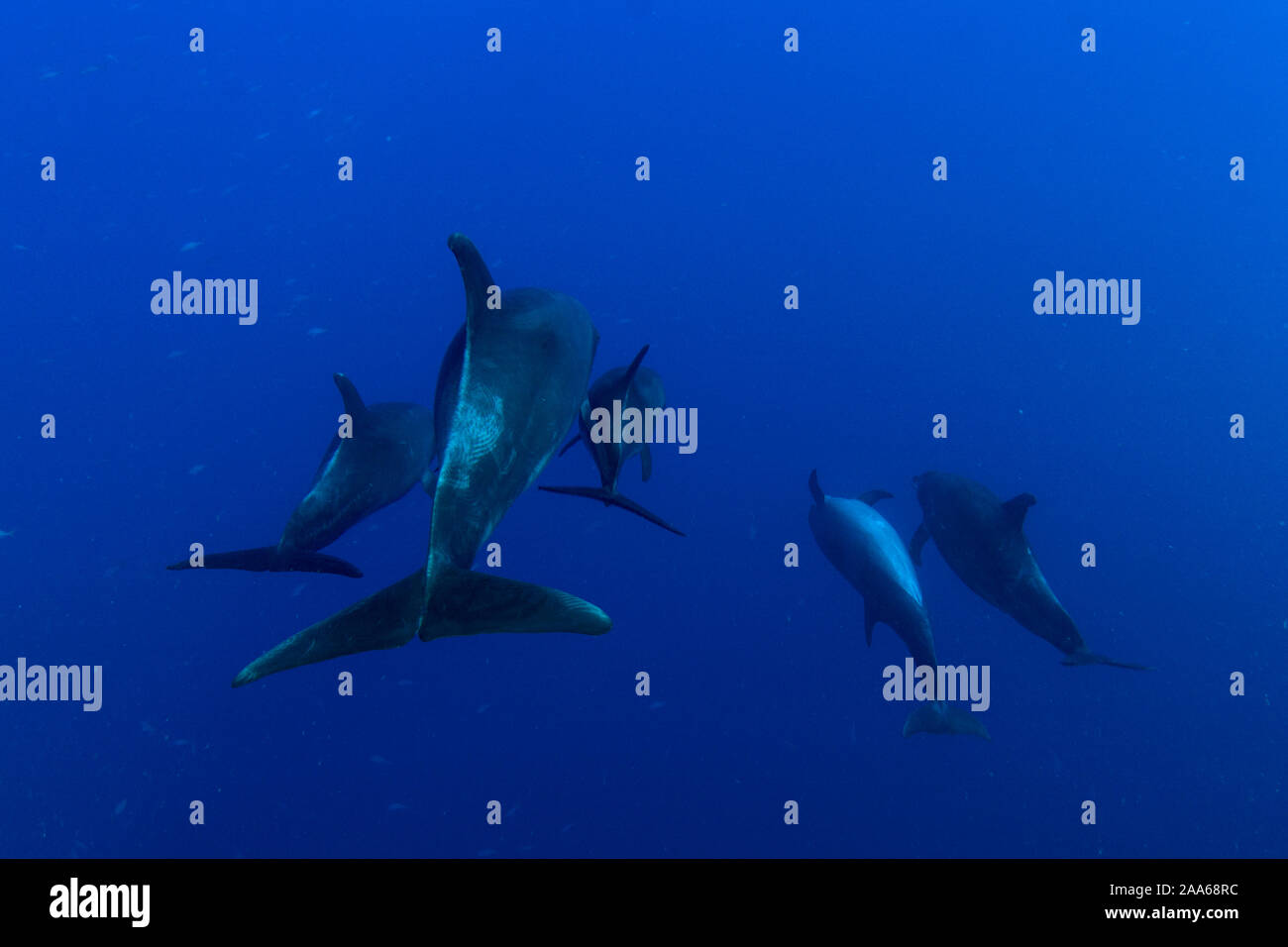 Familia de delfines salvajes en el Boiiler sitio de buceo en la isla de San Benedicto, Revillagigedo, México Foto de stock