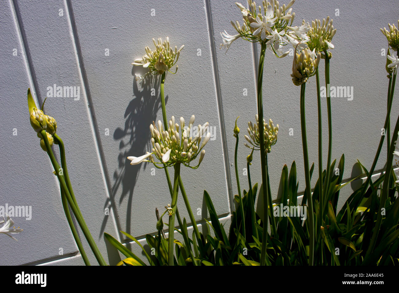 Snow White señorial agapanthus lirio del Nilo en la subfamilia  Agapanthoideae género de plantas de la familia Amaryllidaceae contrastada  frente a largo tallo verde Fotografía de stock - Alamy