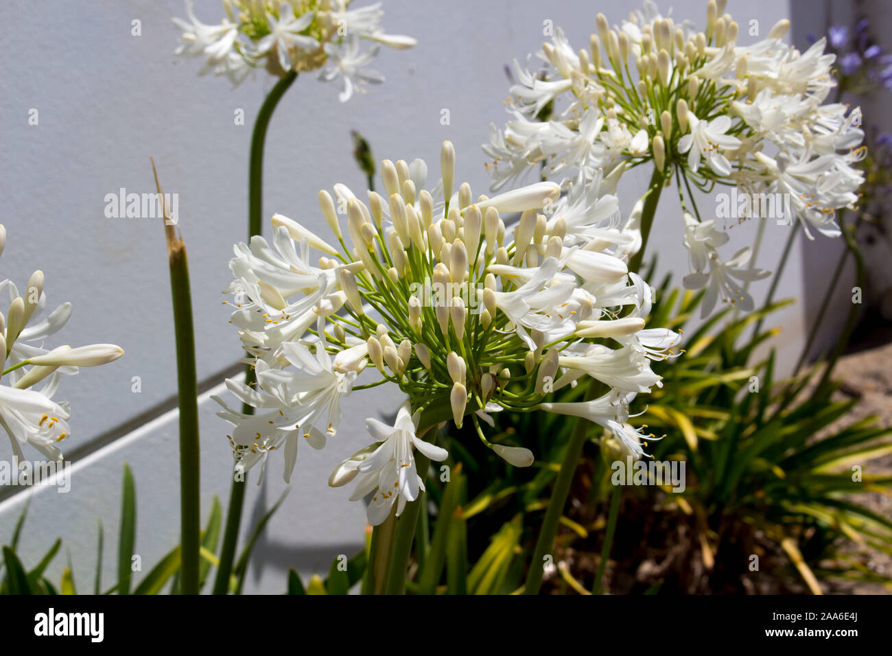 Snow White señorial agapanthus lirio del Nilo en la subfamilia  Agapanthoideae género de plantas de la familia Amaryllidaceae contrastada  frente a largo tallo verde Fotografía de stock - Alamy