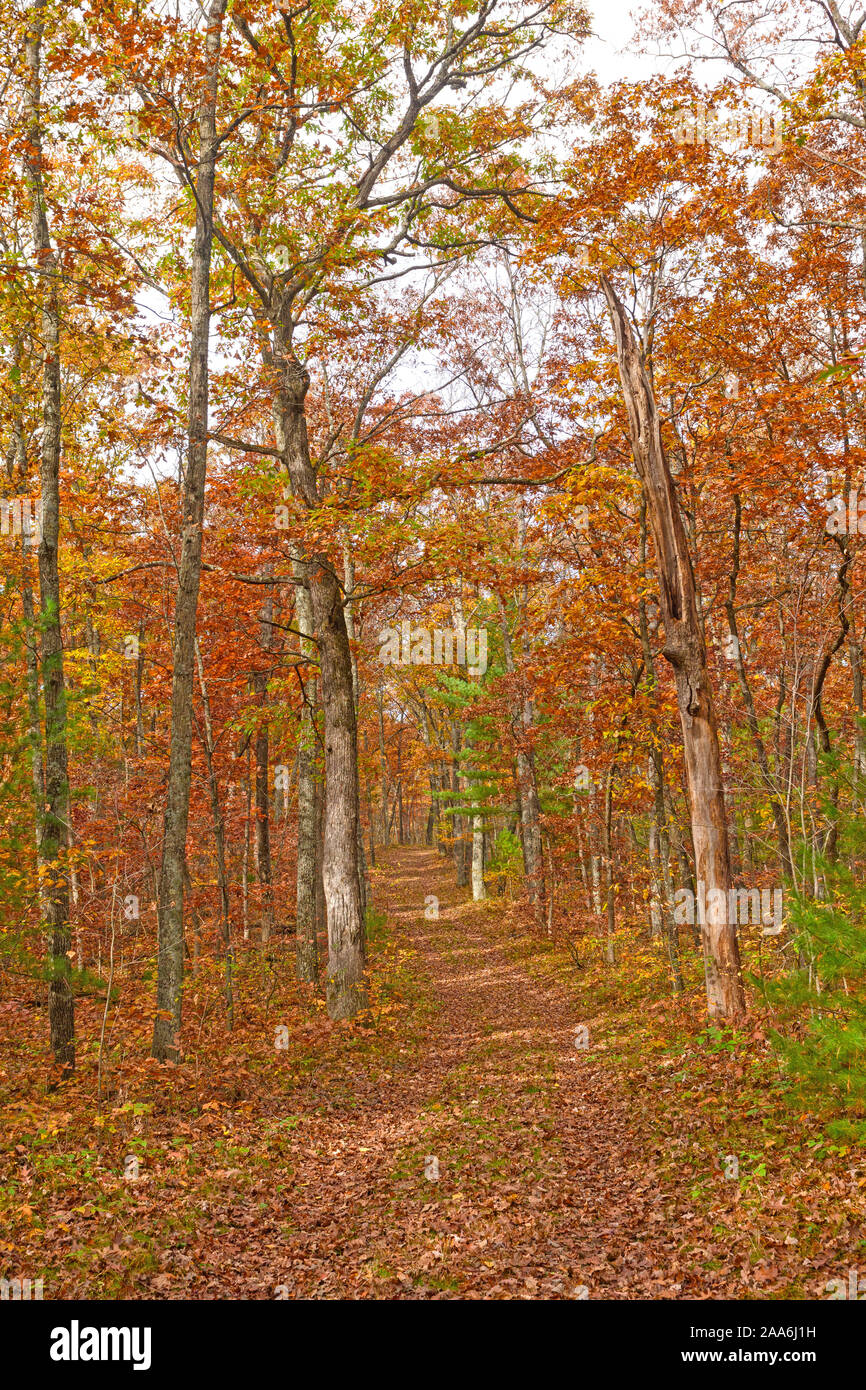 Color en el otoño en un camino forestal en Black River State Forest en Wisconsin Foto de stock