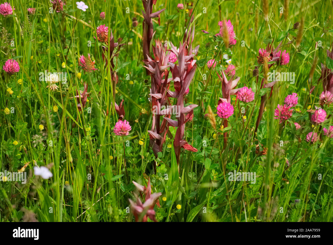Serapias cordigera crecen en una capa de hierba de pasto, carretera, Aquitaine, Francia Foto de stock
