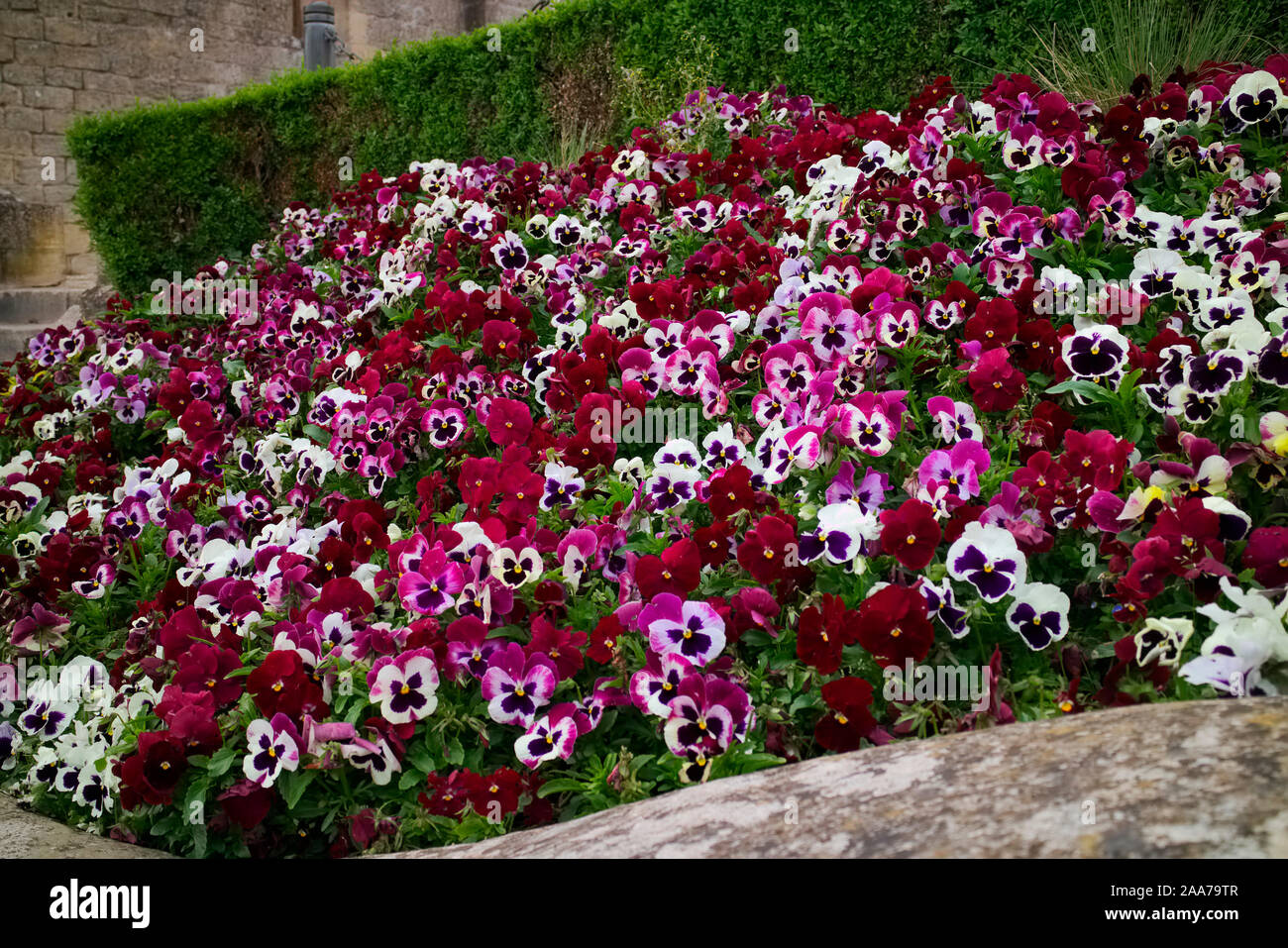 - Flores de color rojo-púrpura viola el cultivar utilizado en primavera ropa de cama Foto de stock