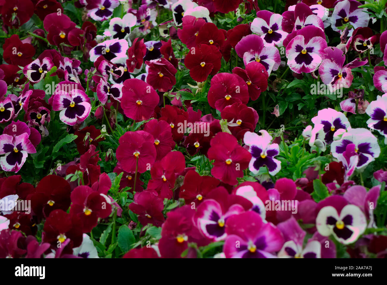 - Flores de color rojo-púrpura viola el cultivar utilizado en primavera ropa de cama Foto de stock