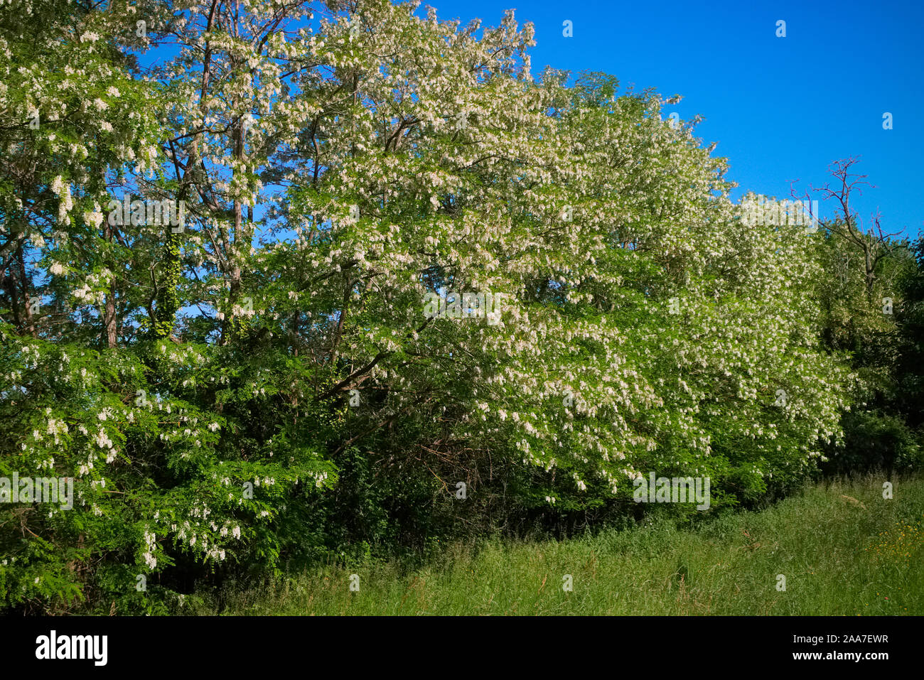 - Robinia pseudoacacia falsa acacia en flor durante el mes de mayo Foto de stock