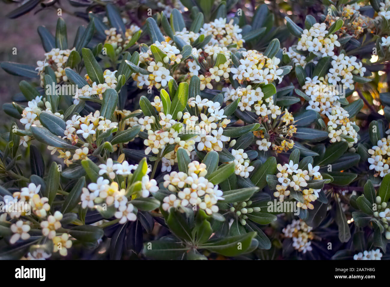Pittosporum tobira AGM con fragantes flores blancas durante el mes de mayo Foto de stock