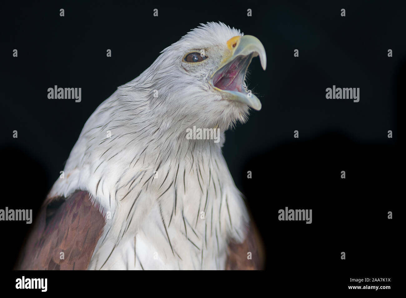 De cerca una Brahminy kite con su cabeza y su pico abierto contra un fondo negro liso Foto de stock