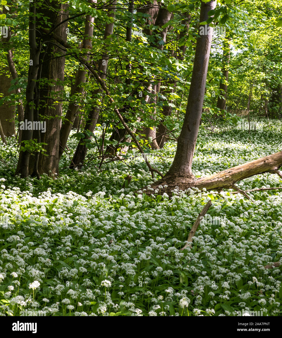 Blooming los ajos silvestres en los bosques alrededor de Bruselas Jette durante un caluroso día de primavera Foto de stock