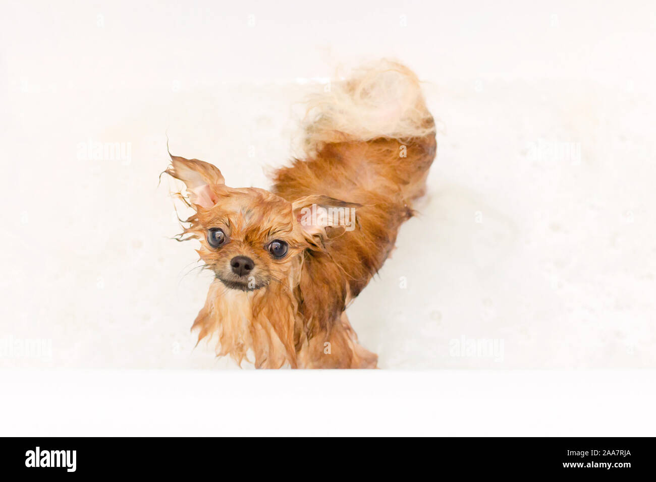 Pequeño perro cachorro pomerania tomando un baño Fotografía de stock - Alamy