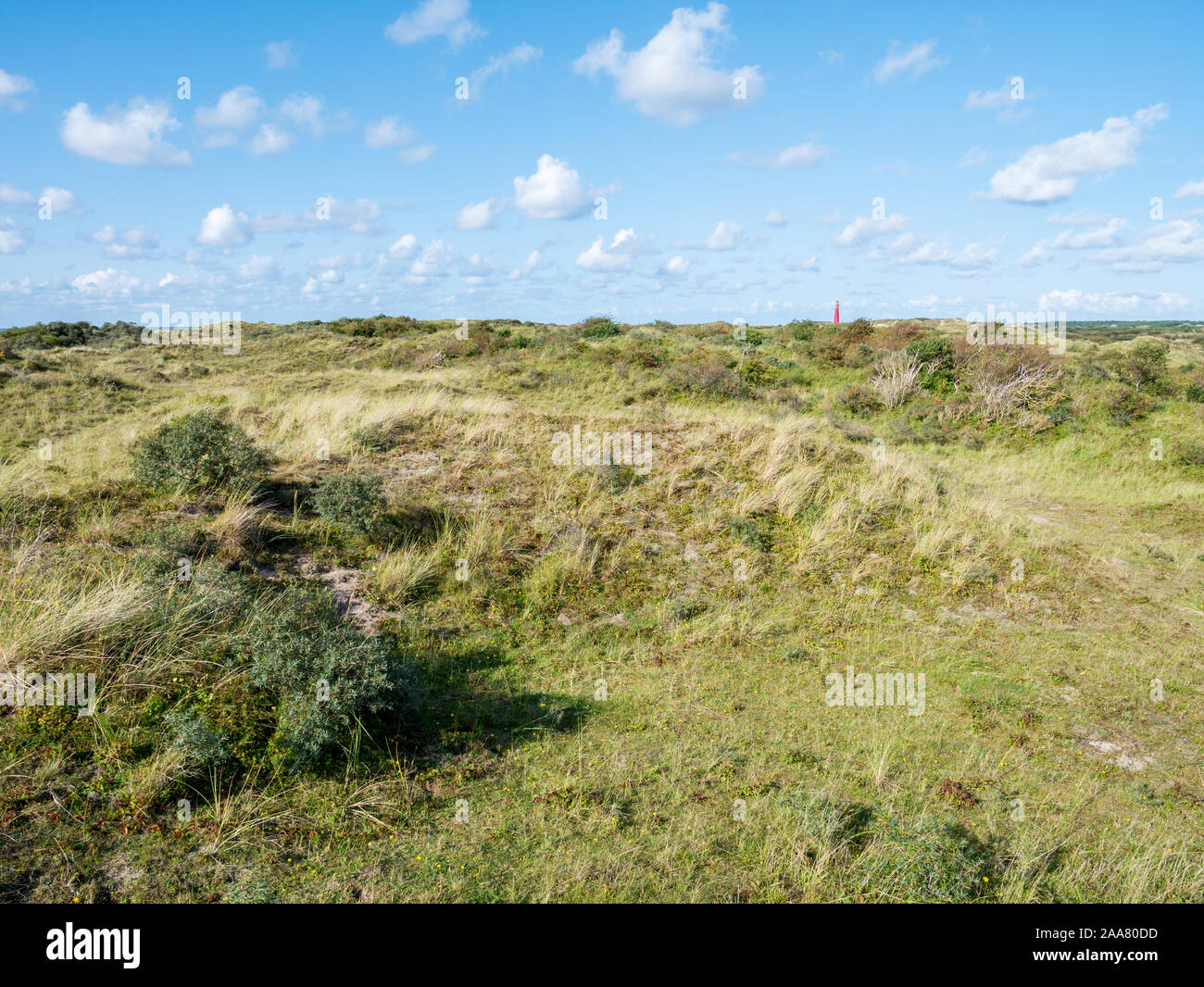 Westerduinen dunas y torre norte faro en la isla de Frisia Schiermonnikoog, Holanda Foto de stock