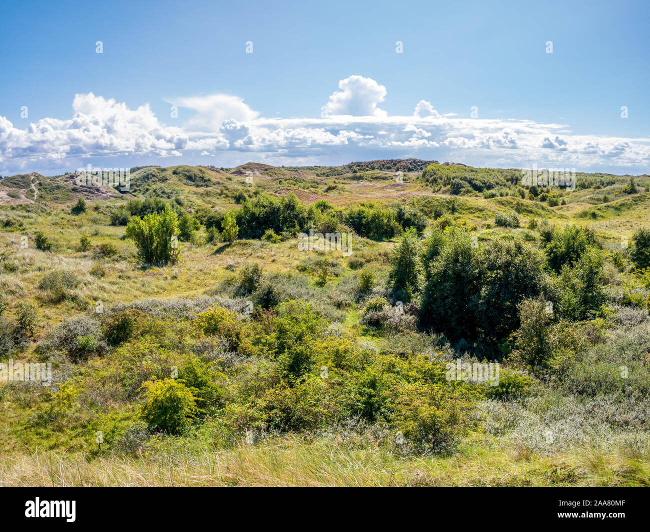 Westerduinen dunas con arbustos y hierba en frisón occidental isla Schiermonnikoog, Holanda Foto de stock