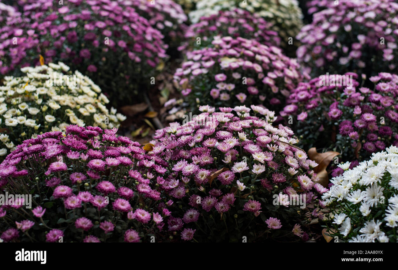 Sevilla, España. París, Marguerite Daisy Daisy, o simplemente Marguerite  (Argyranthemum Frutescens). Blanco, rosado y morado Daisy arbustos  Fotografía de stock - Alamy