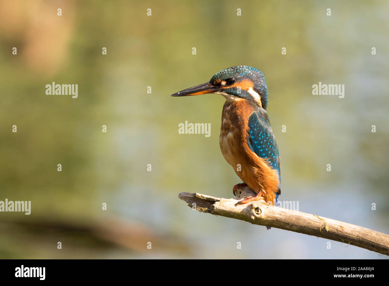 Vista lateral cercana de un pájaro markiní común del Reino Unido (Alcedo atthis) aislado al aire libre, encaramado en una rama en el sol del otoño. Foto de stock