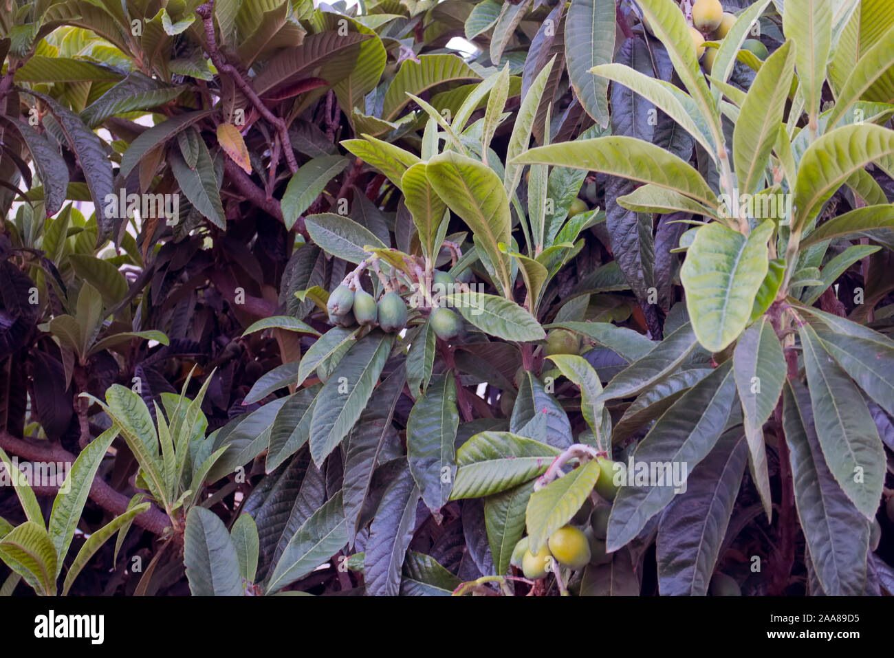 - Eriobotrya japonica níspero con frutas Foto de stock