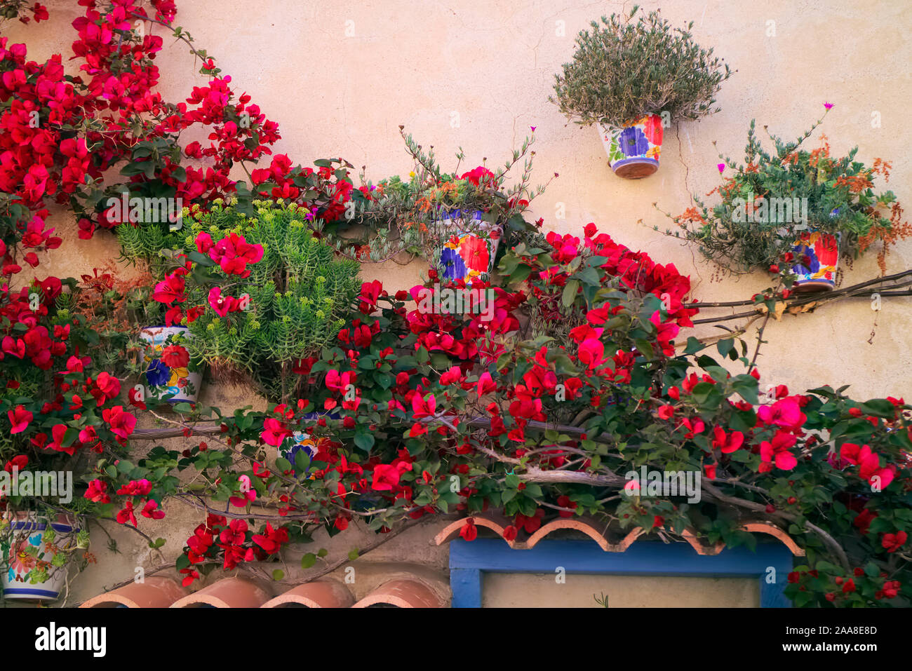 Bugambilias - rojo y ollas de plantas xerófitas en la pared de la casa - Mediterráneo. Foto de stock
