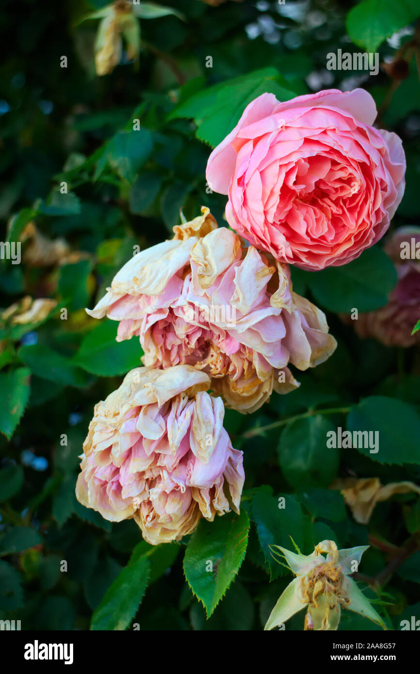 Viejas rosas - Rosa cv. pueden ser desagradables porque no arrojar el viejo y podrido flores Foto de stock