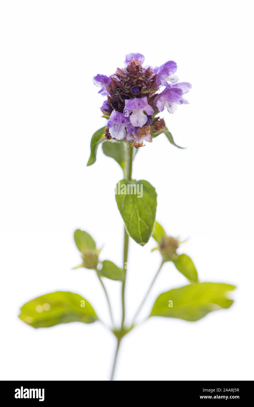 Planta medicinal de mi jardín: Prunella vulgaris ( common auto-sanar ) sola flor con hojas aisladas sobre fondo blanco. Foto de stock