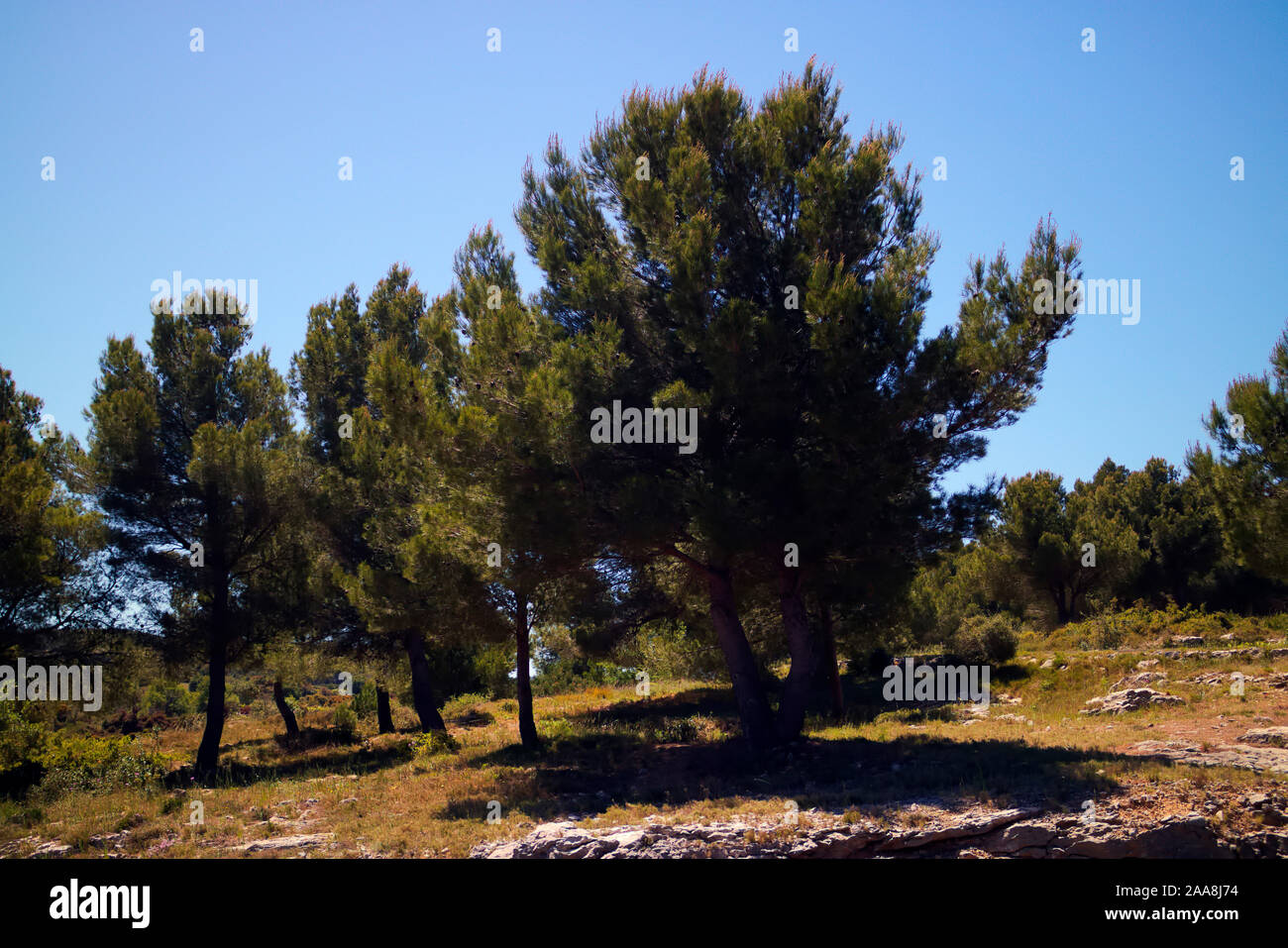 Paraguas o Pino Piñonero Pinus pinea en típico de la costa mediterránea hábitat garriga Foto de stock
