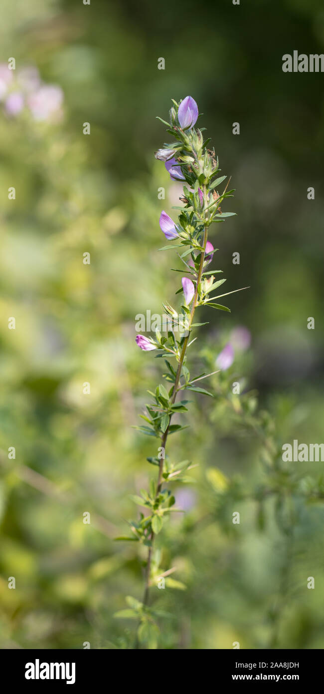 Restharrow espinoso (Ononis spinosa) una planta de medicina herbal tradicional ruso utiliza como un anodino, antiphlogistic, aperient, coagulante y diurético Foto de stock