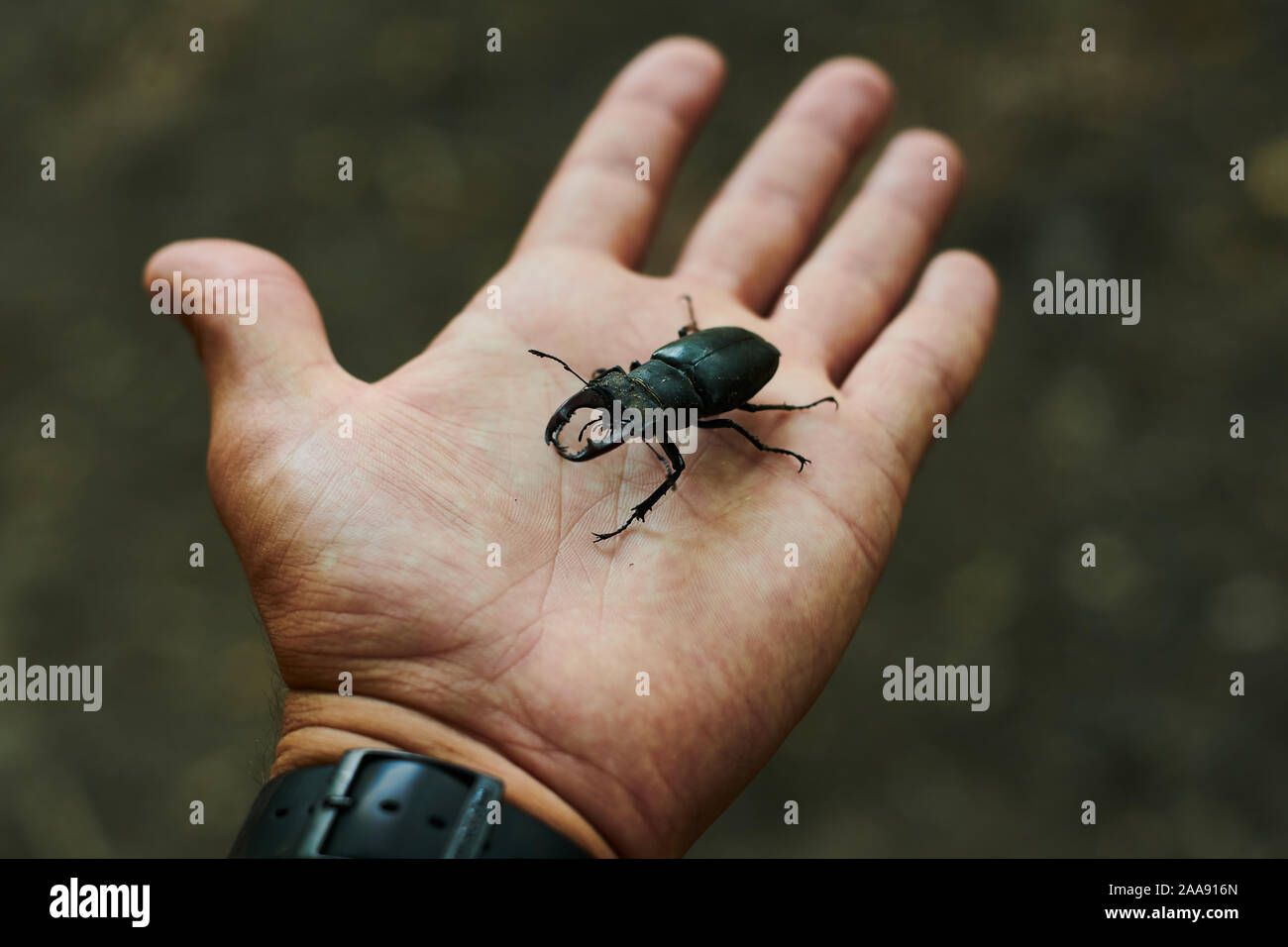 Hombre sostiene en la palma de la mano de un gran escarabajo. Foto de stock