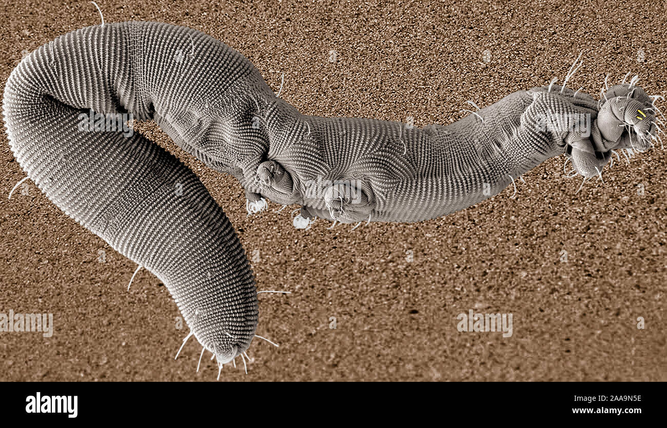 El Buckeye, Osperalycus tenerphagus ácaros del Dragón, una especie recién descubierta de ácaros del suelo, es una diminuta criatura wormlike aproximadamente la cuarta parte de un milímetro de largo. Foto de stock