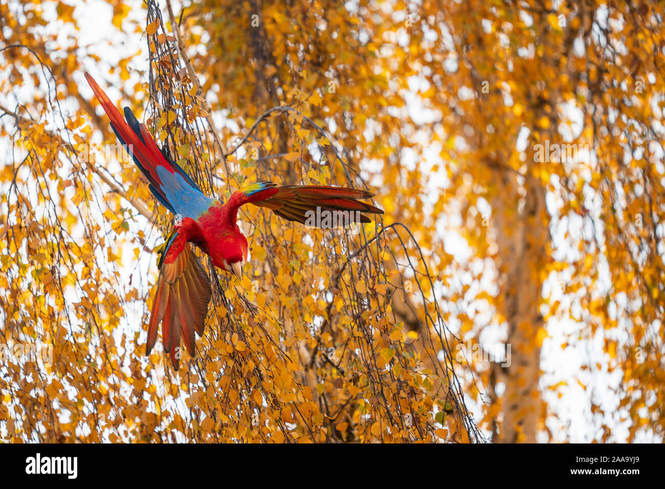 Loro Tropical volando hacia abajo del árbol. Guacamaya Roja con alas. Foto de stock