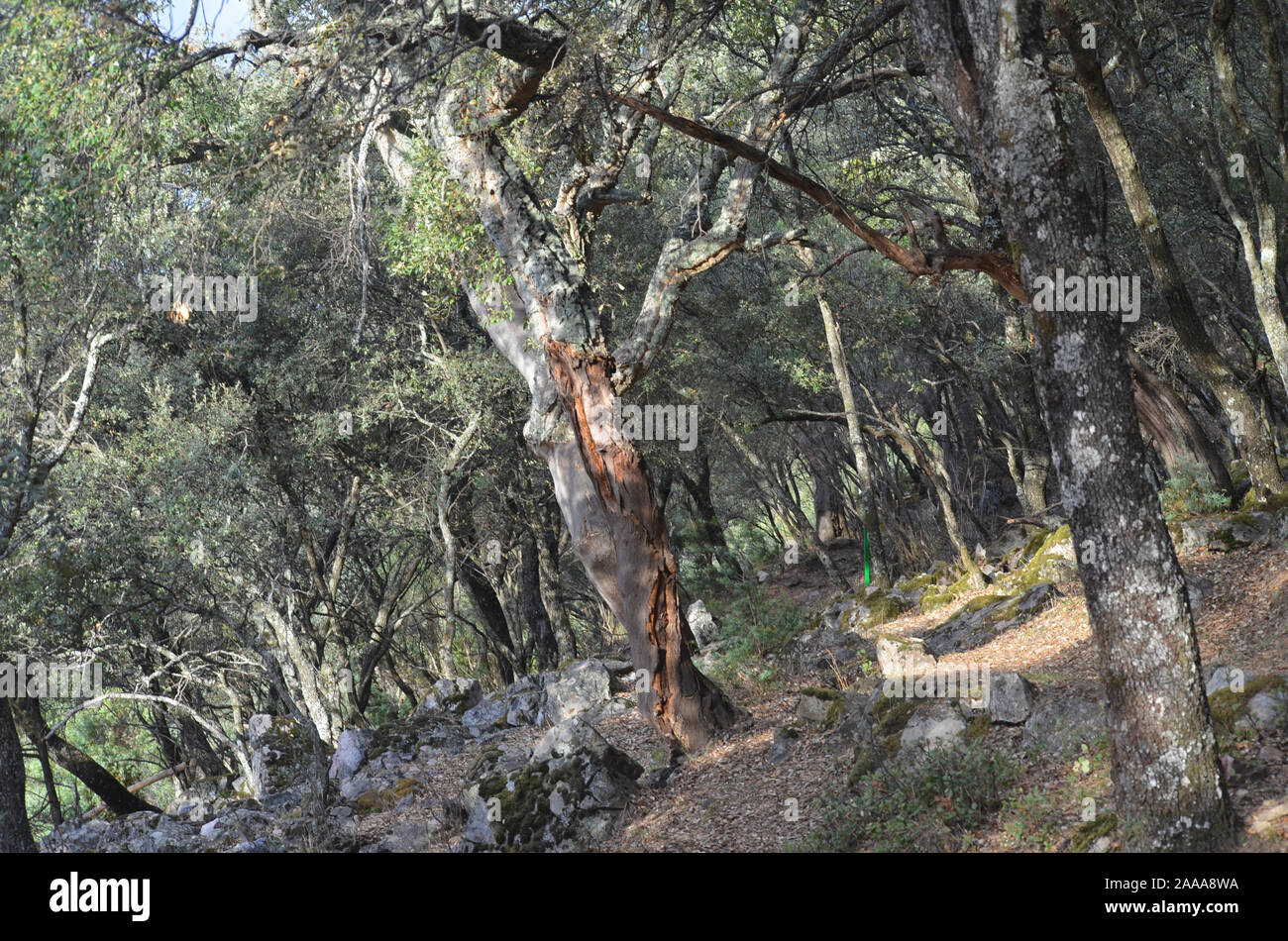 Los bosques de robles y matorral mediterráneo en el parque natural de Sierra Madrona, al sur de España Foto de stock