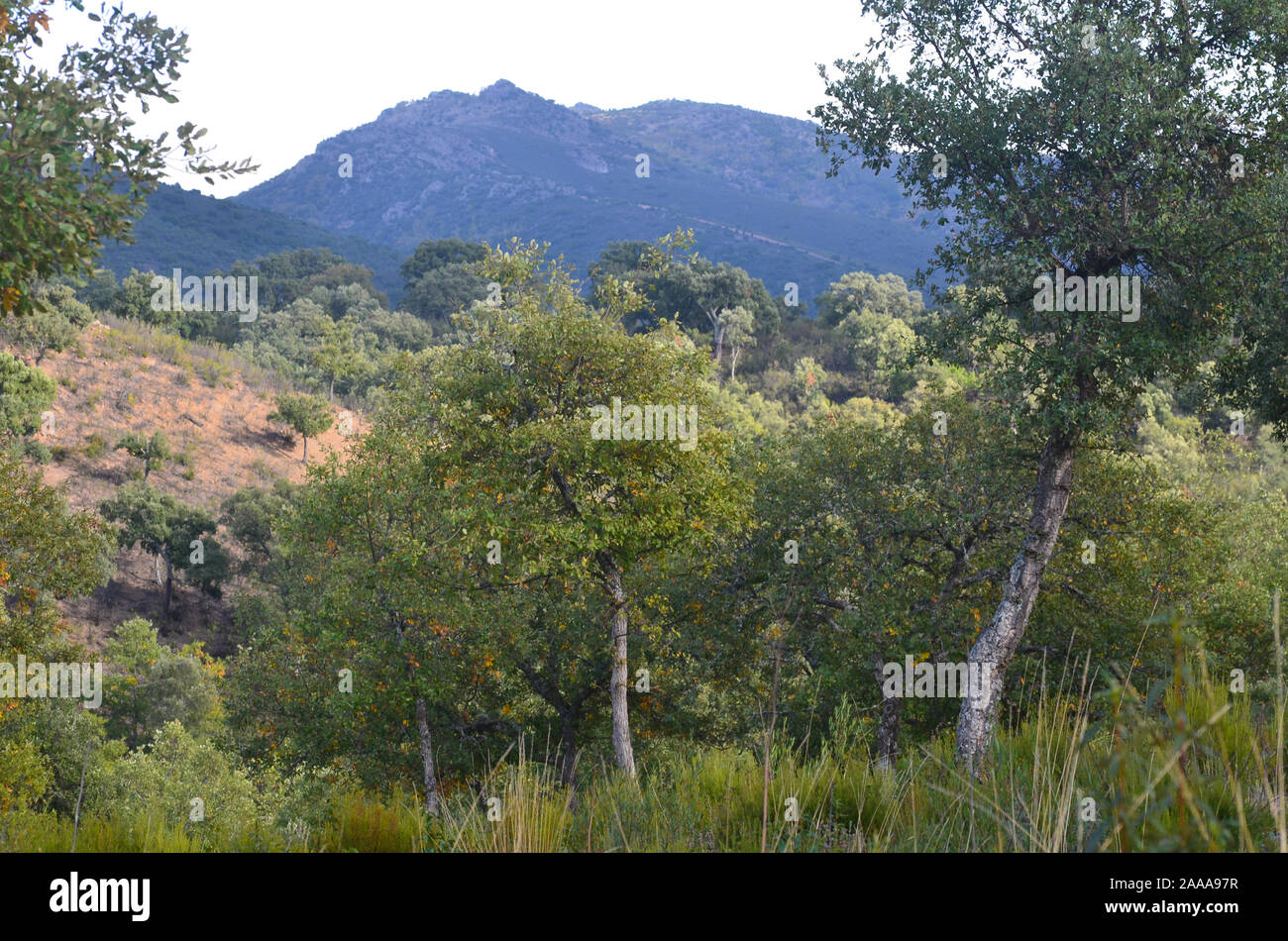 Los bosques de robles y matorral mediterráneo en el parque natural de Sierra Madrona, al sur de España Foto de stock