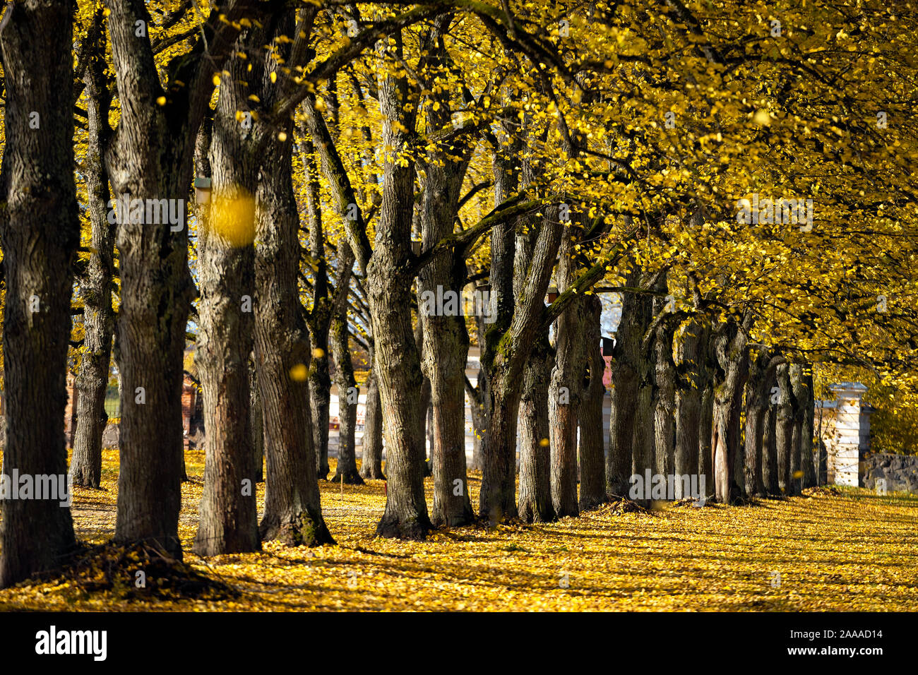 Maravilloso Linden Avenue, en una antigua mansión en un soleado día de octubre. Las hojas amarillas de los árboles están cayendo. Foto de stock